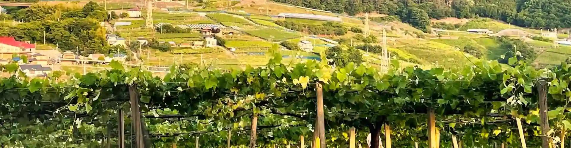Vineyards and wineries in Katsunuma wine country in Yamanashi's Koshu Valley