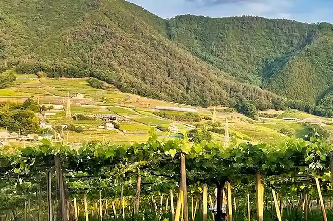 Vineyards and wineries in Katsunuma wine country in Yamanashi's Koshu Valley