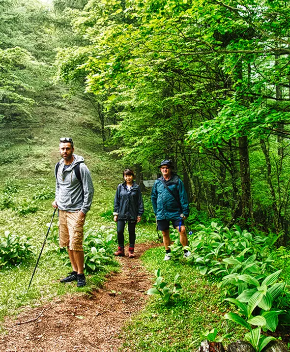 Guided forest hiking trail in Yamanashi Japan